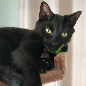 Fundraising Page: Amber Hill